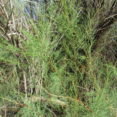 Tamarisk, Saltcedar