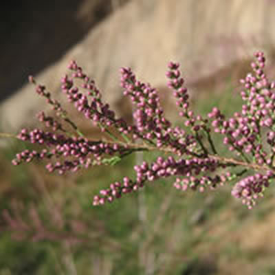 Tamarisk, Saltcedar