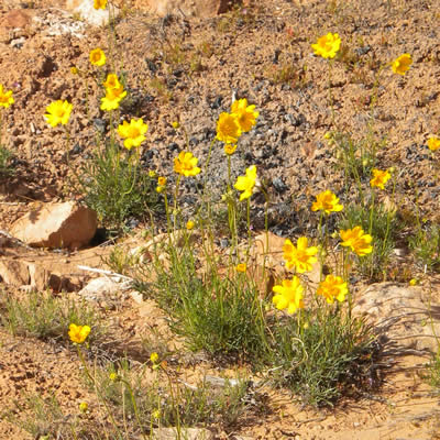 Scapose greenthread, Navajo tea