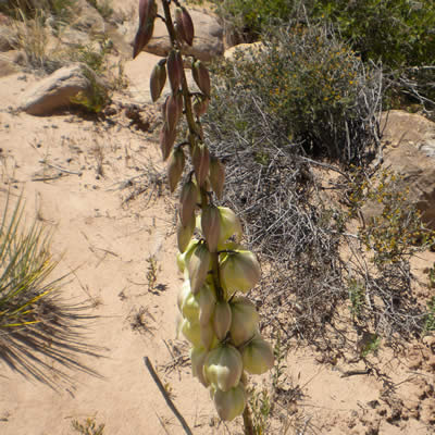 Harriman's yucca