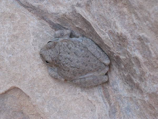 Canyon Tree Frog - Hyla Arenicolor