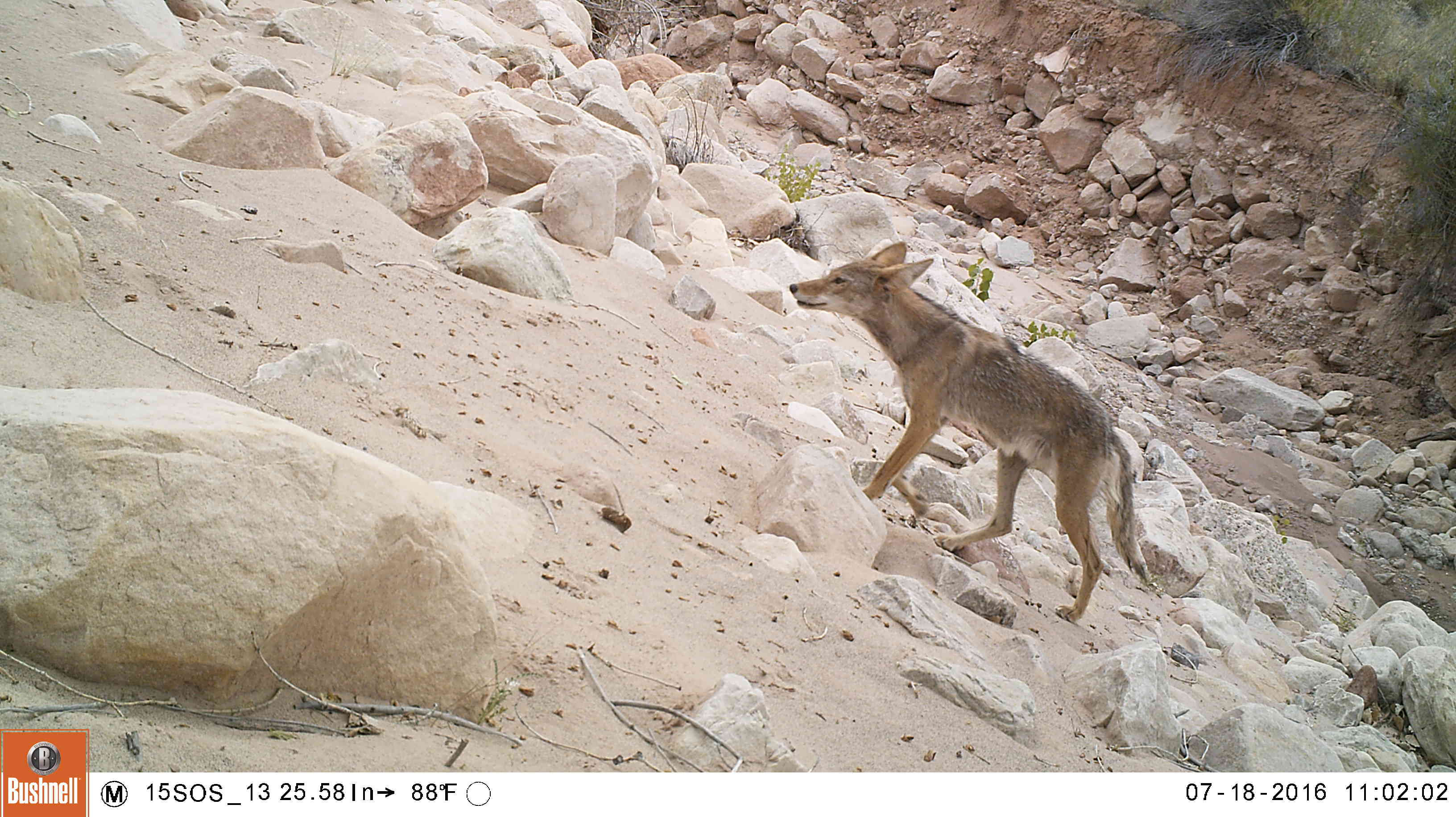 Camera-trapped Coyote